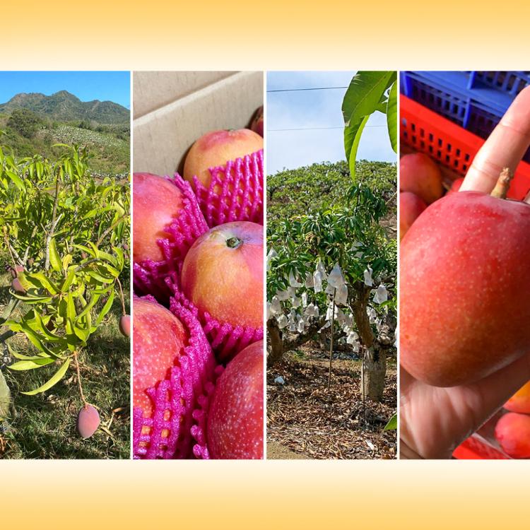 【雪莉朵辣嚴選】屏東枋山愛文芒果-五斤小果