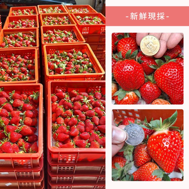 【雪莉朵辣嚴選】大湖美姬草莓 *三號果*