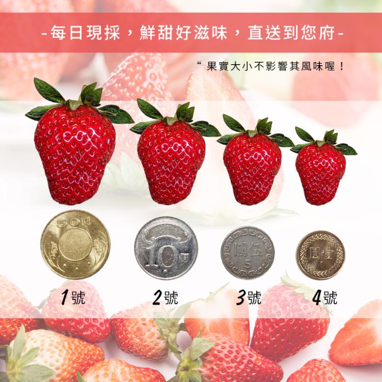 【雪莉朵辣嚴選】大湖美姬草莓 *三號果*