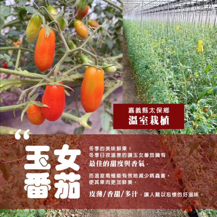 【雪莉朵辣嚴選】溫室栽植 玉女番茄