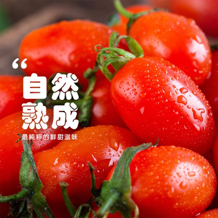 【雪莉朵辣嚴選】溫室栽植 玉女番茄
