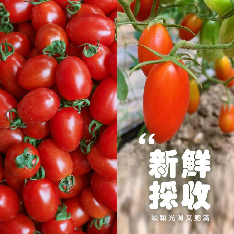 【雪莉朵辣嚴選】溫室栽植 玉女番茄