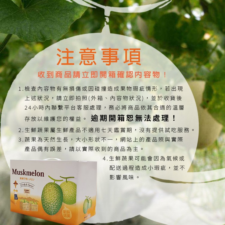 【雪莉朵辣嚴選】粗網紋綠肉洋香瓜