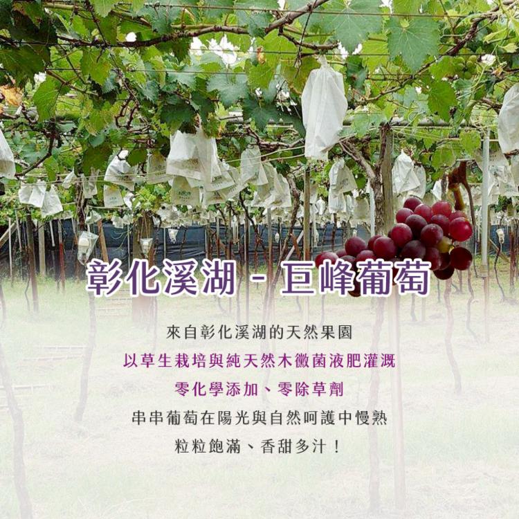 【雪莉朵辣嚴選】巨峰葡萄 5-6串/5斤±5%/盒