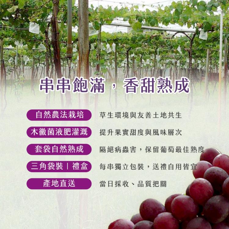【雪莉朵辣嚴選】巨峰葡萄 5-6串/5斤±5%/盒