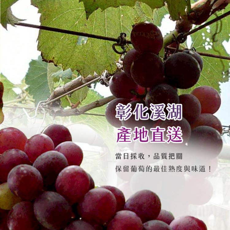 【雪莉朵辣嚴選】巨峰葡萄 5-6串/5斤±5%/盒