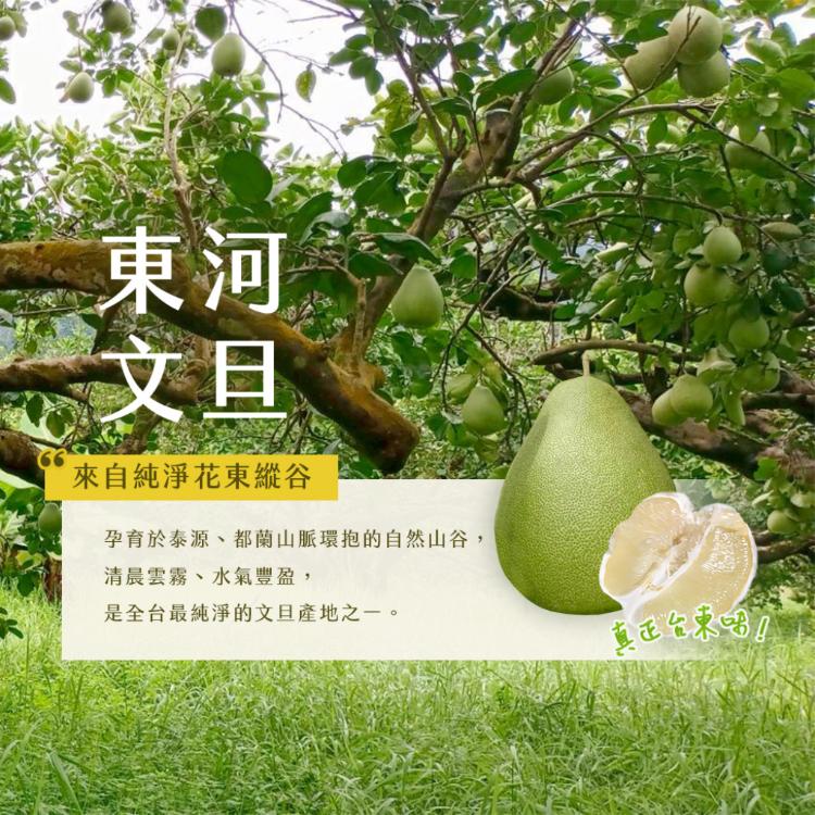 【雪莉朵辣嚴選】台東正宗老欉 東河文旦 十斤/箱（11-15粒）-中秋預購2025送禮/柚子