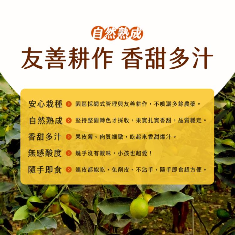 雪莉朵辣嚴選【花東】一口甜桔-小果 2公斤(4盒/箱)