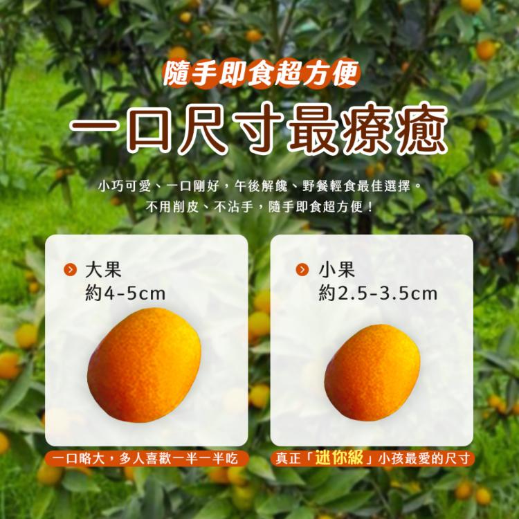 雪莉朵辣嚴選【花東】一口甜桔-小果 2公斤(4盒/箱)
