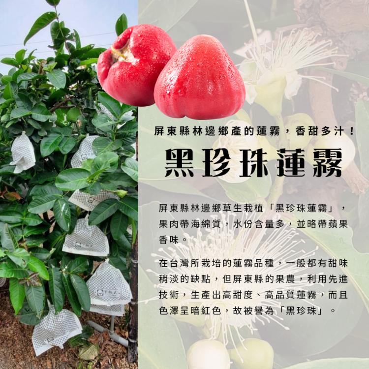 【雪莉朵辣嚴選】黑珍珠蓮霧3.5斤±5%/箱 (大果20-24粒)