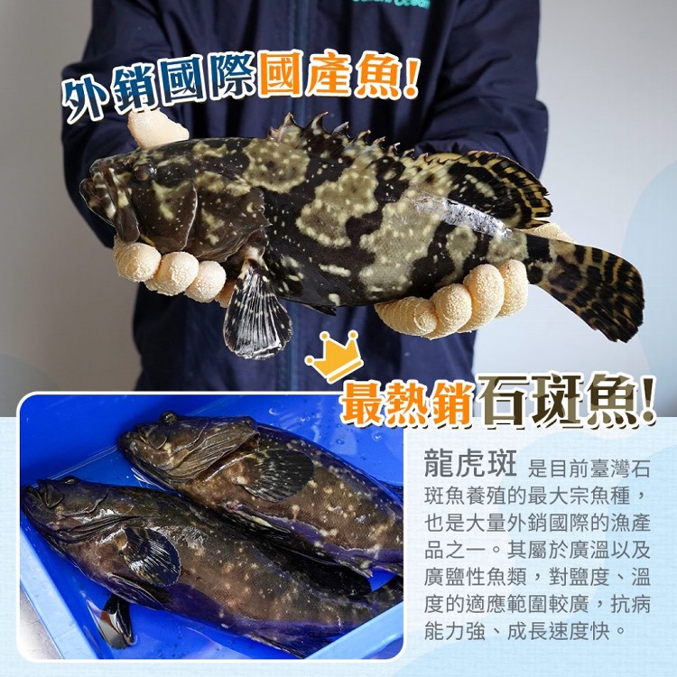 【山田大叔】金燦龍虎斑炊粉鍋