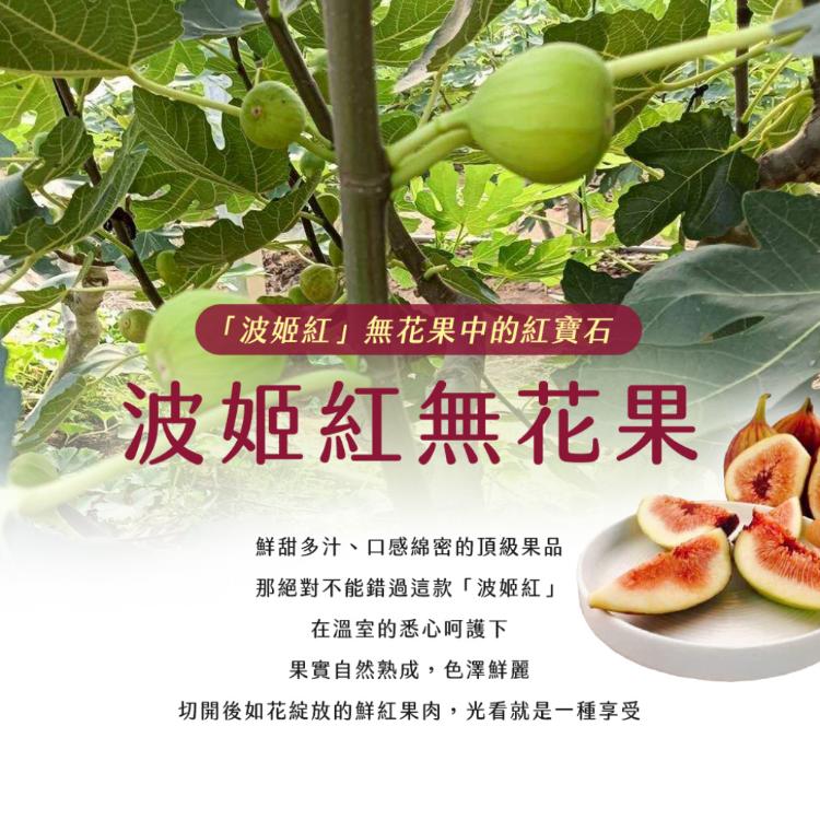 【雪莉朵辣嚴選】溫室無花果 6-11粒/1斤±5%/盒