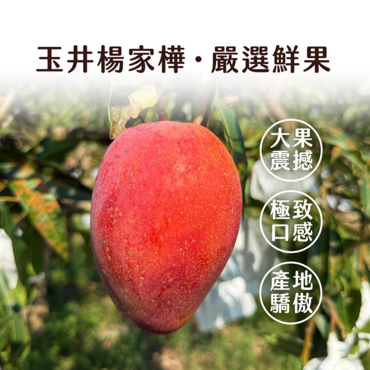 小楊的芒果園【台南玉井】愛文芒果 10-12顆(十斤裝)
