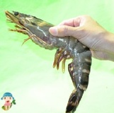 巨無霸海草蝦 來自大海的禮物 Q彈鮮甜 限量珍品 3尾/1斤