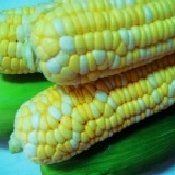 水果玉米(自稱coach玉米) 買6送1白色,嚐鮮價 特價:$30 水果玉米(自稱coach玉米) 買6送1白色,嚐鮮價 特價:$30