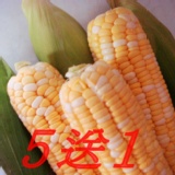 水果玉米(自稱coach玉米) 預購７月２０熟成