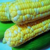 水果玉米(自稱coach玉米) 特價：$25