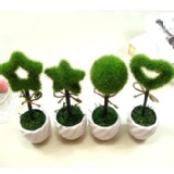 個性居家/辦公盆栽擺設