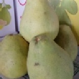 台南麻豆正老欉文旦柚 (10斤) 手提禮盒 40年老欉文旦 全省免運 寄送到府 特價：$450