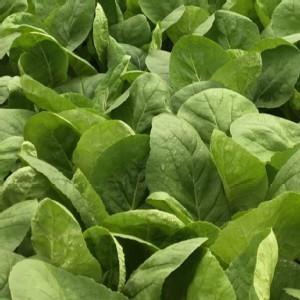 有機蔬菜仼4包（每包250g）