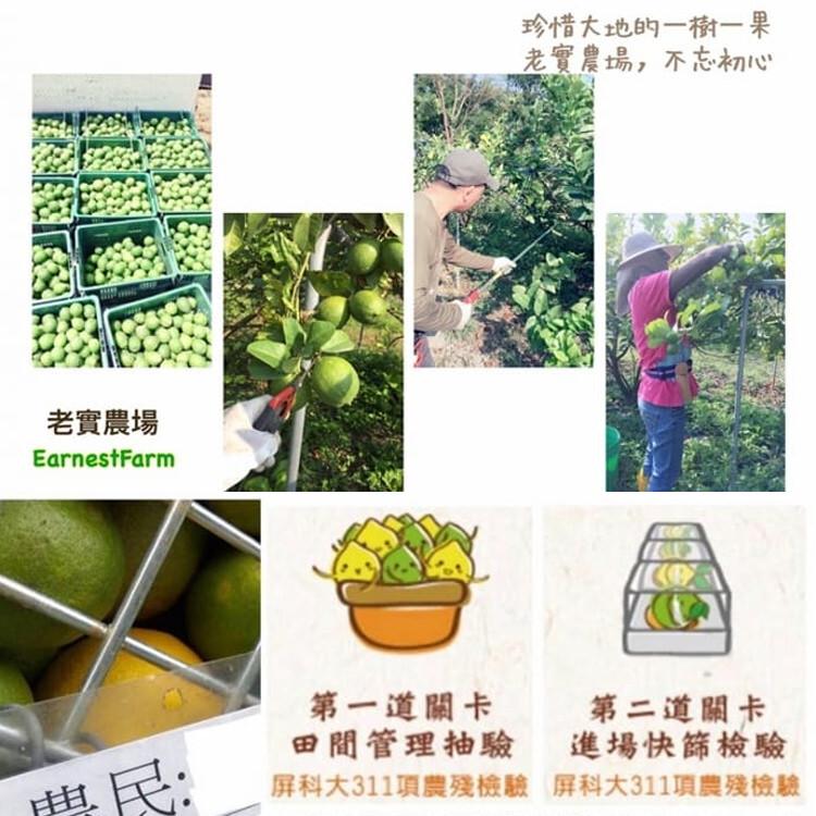 【20袋】老實農場檸檬X萊姆冰角(28gx10個/袋)