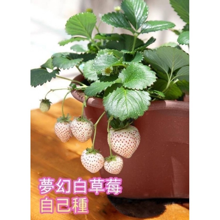 日本夢幻雪兔白草莓種子