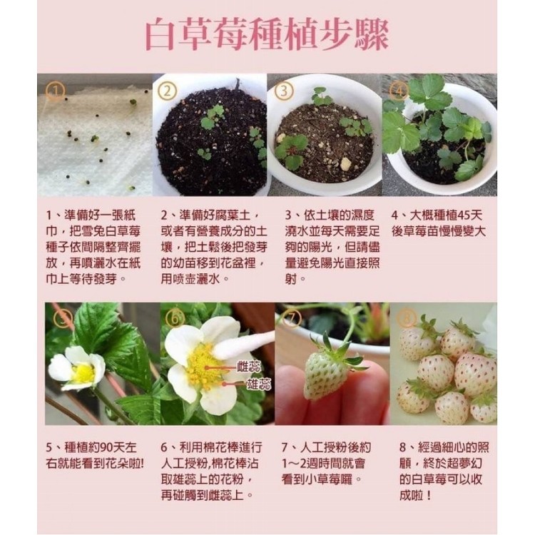 日本夢幻雪兔白草莓種子