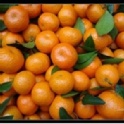 砂糖橘 (含運費和雜費)