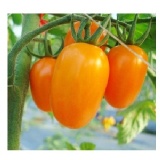 橙蜜香小番茄5斤(含運)