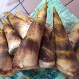 沙地烏殻綠竹筍