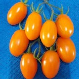 金瑩小蕃茄5斤裝