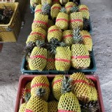 大樹金鑽蜜鳳梨