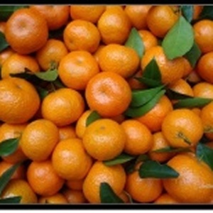 砂糖橘 (含運費和雜費)