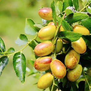 新鮮紅棗1台斤