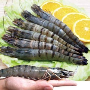 活凍鮮甜大草蝦