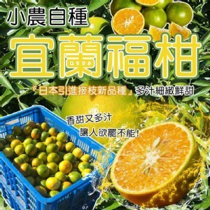 宜蘭福柑(5台斤/盒)