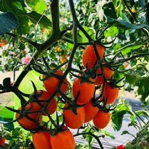 橙蜜香蕃茄1斤