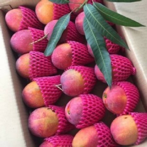 枋山廣伯愛文芒果-極品特甜小果