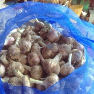 雲林在口湖地蒜頭/巾