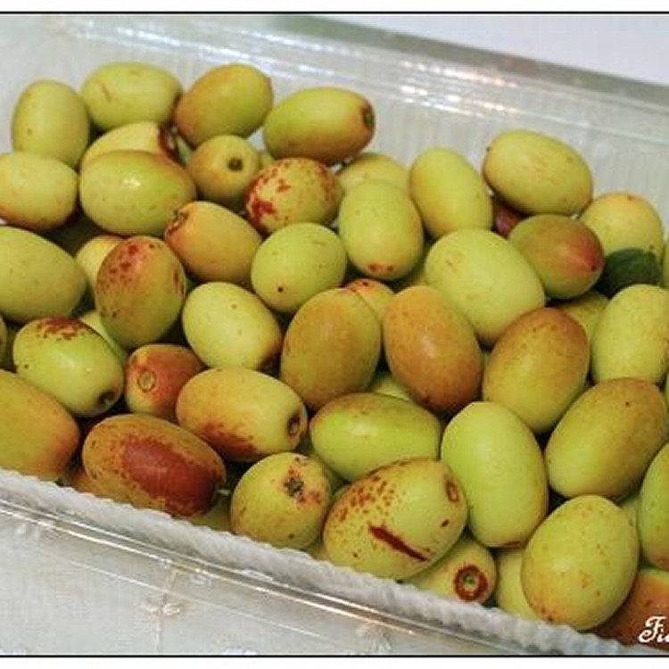 新鮮紅棗1台斤