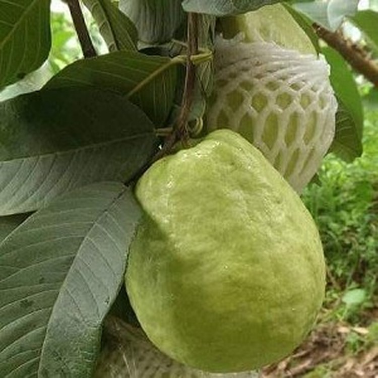 微笑(酵素栽種)芭樂