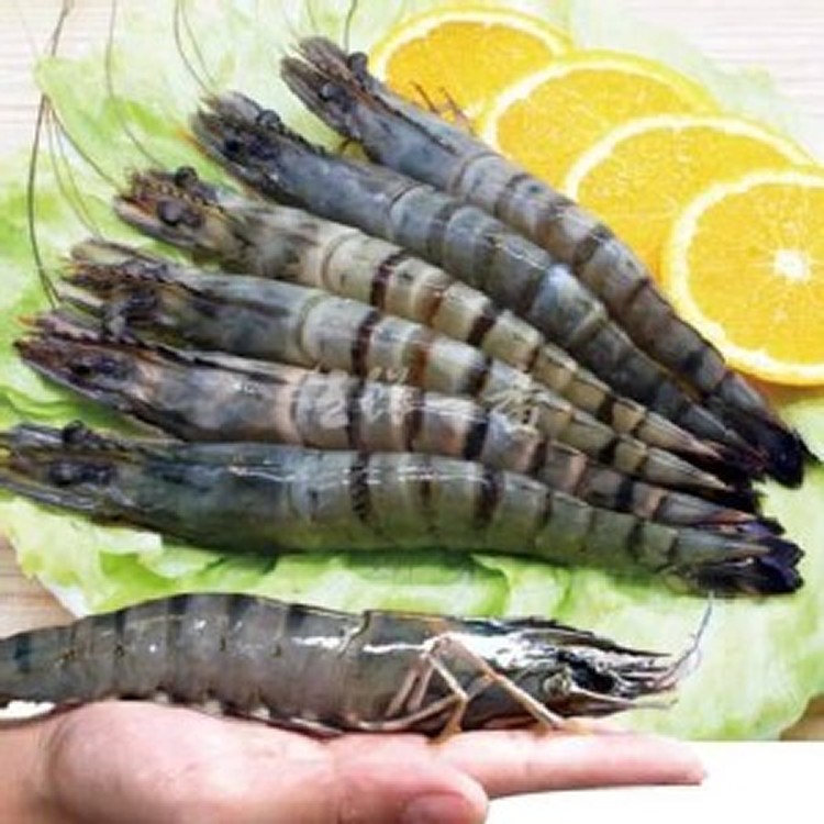 活凍鮮甜大草蝦