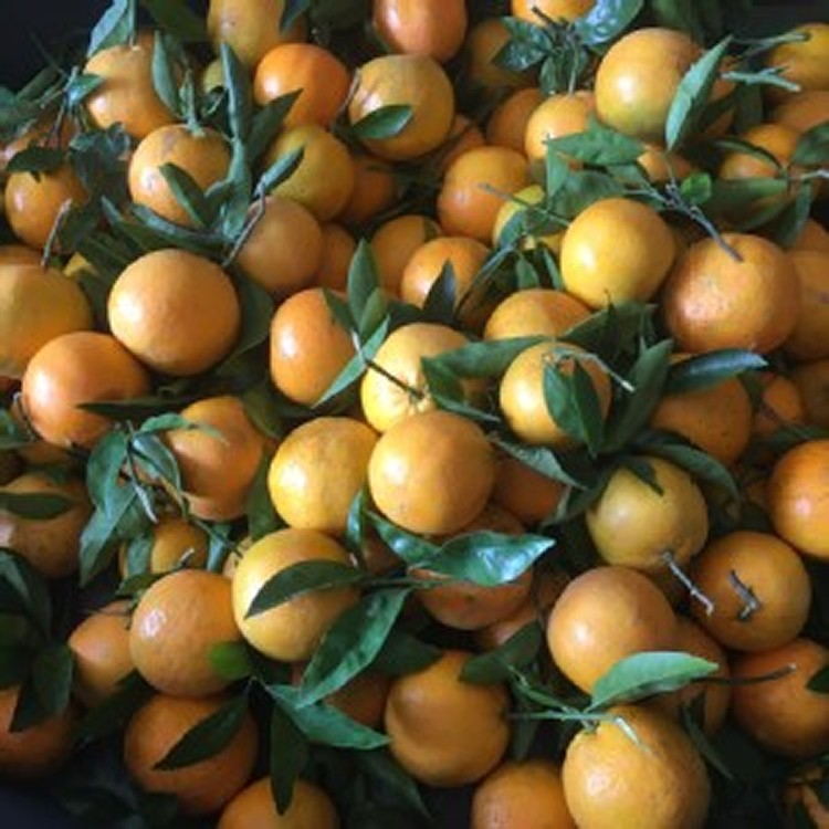 王爺坑海梨柑5斤/袋