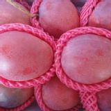 枋山愛文芒果 7-8粒入5斤裝