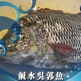 鹹水吳郭魚 特價：$80