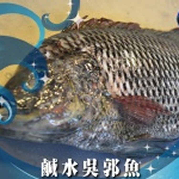 鹹水吳郭魚