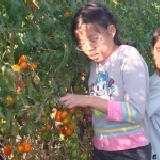 澄密番茄 1箱5斤