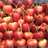 櫻桃之后~空運白櫻桃 9.5 ROW