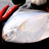 ㊣盅龐水產 ◇300/400生凍白鯧魚◇