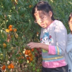 澄密番茄 1箱5斤 特價：$280